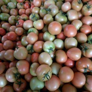 甘肃武威市凉州区大棚西红柿大量，常年有货，品质高，耐运输...