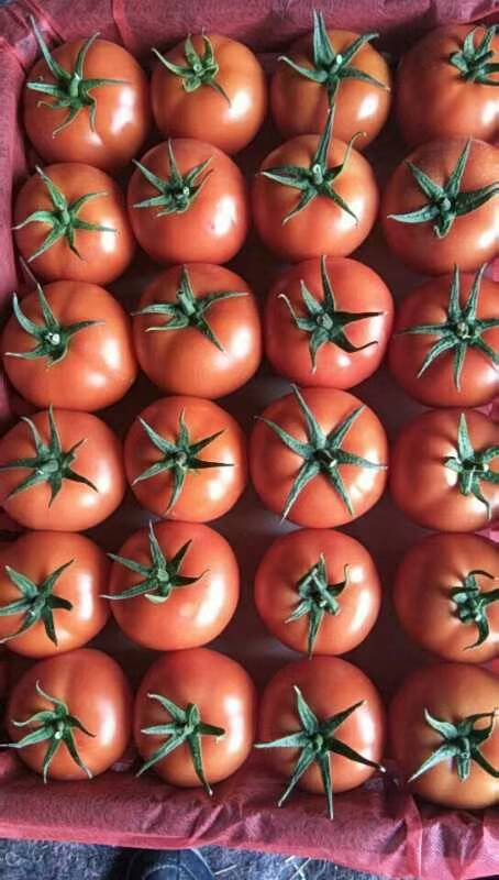我处大红番茄大量上市，质量优，耐运输