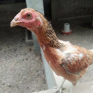 河北省定州市特种养殖斗鸡，咨询电话是1523225464...