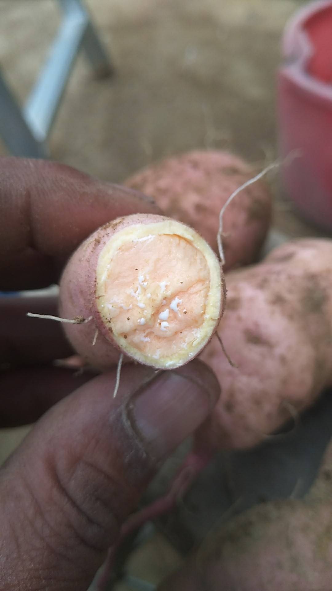 沂蒙山纯沙土地有机种植的红薯既将上市，有需要的老板请提前...