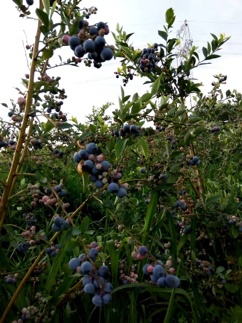 露天灿烂，奥尼尔蓝莓大量上市，一百斤起批，有大果，中果，...