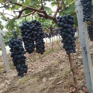 河北省邯郸市永年区大量葡萄上市了，品种有京亚，夏黑，红无...