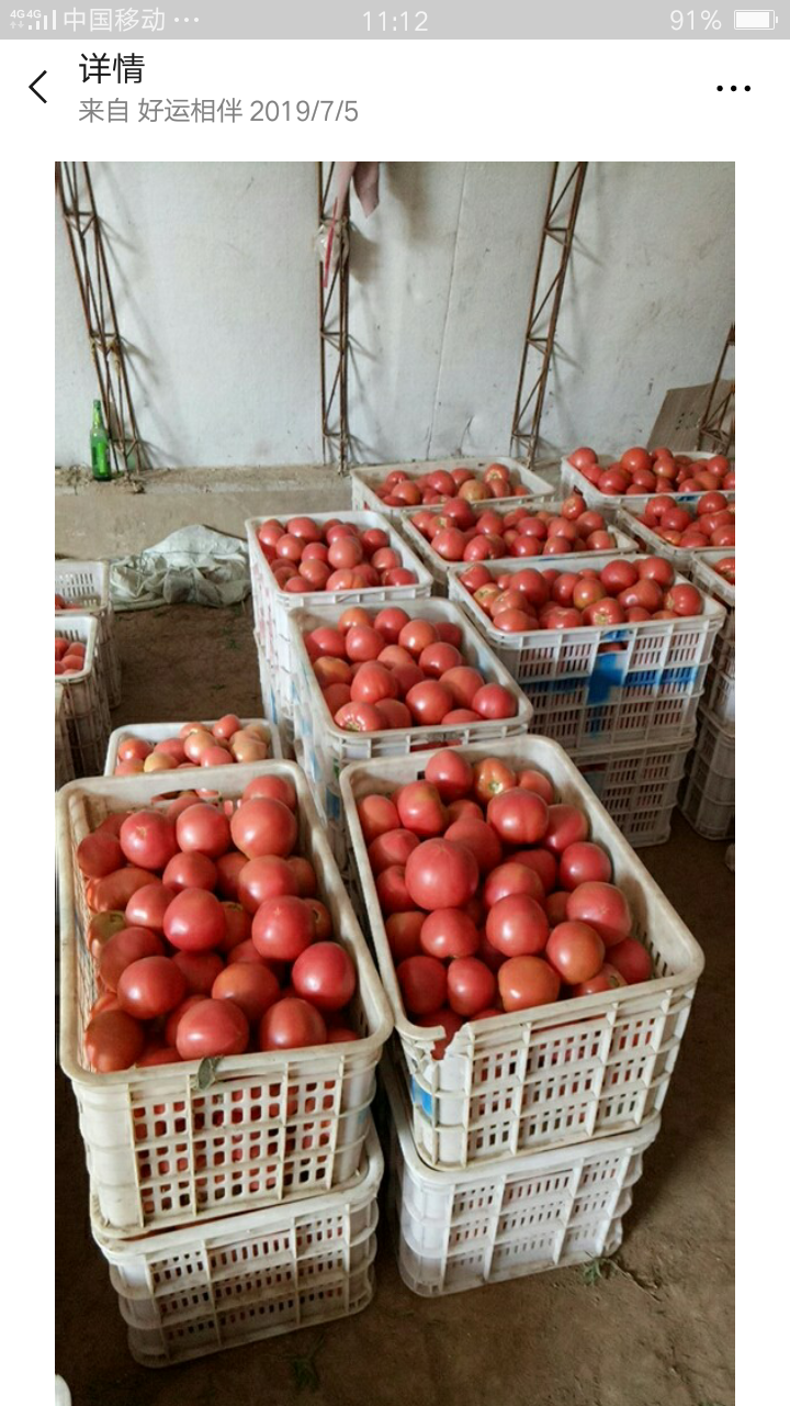 唐山滦南西红柿大量上市硬粉红果型好
