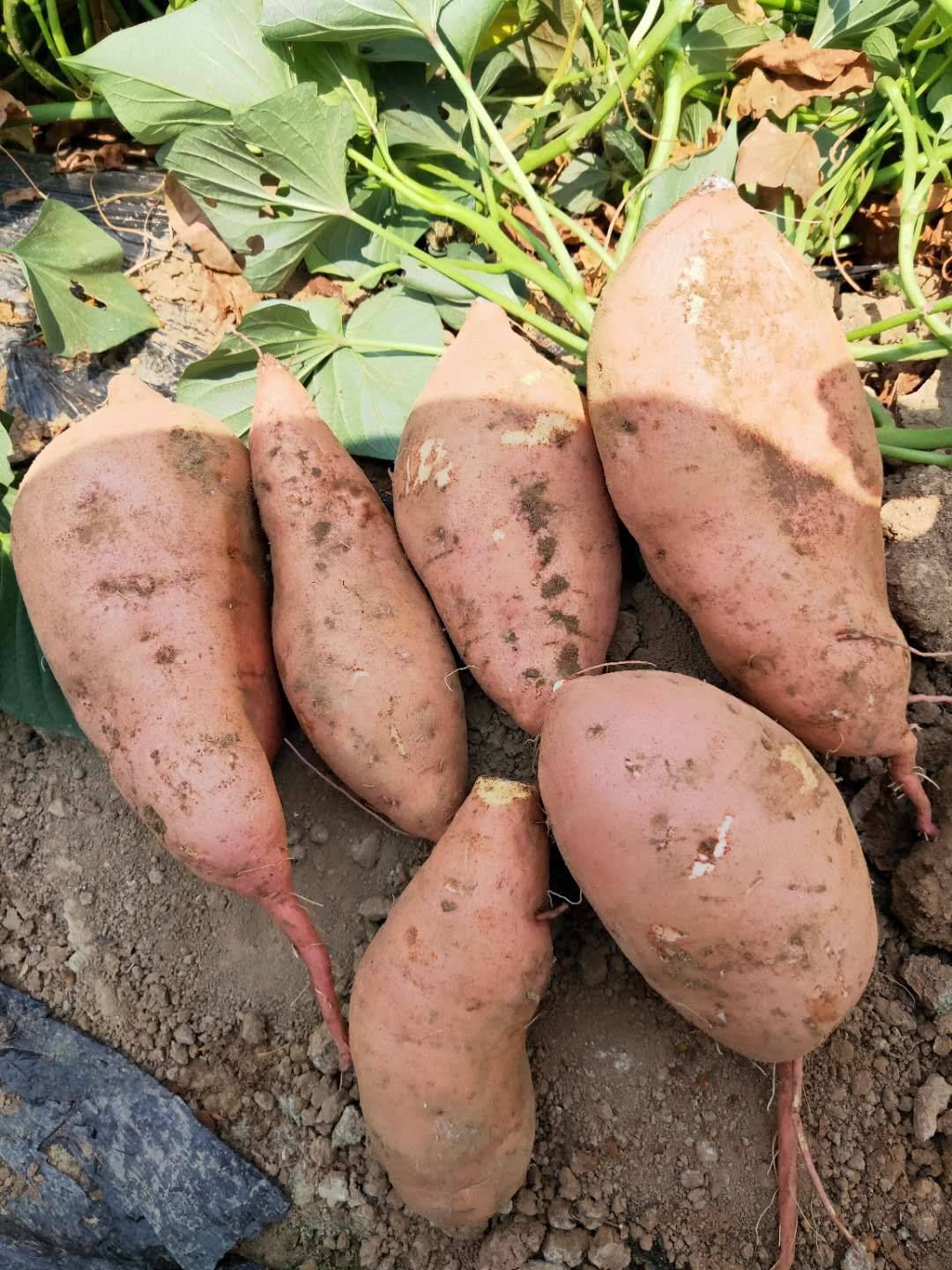 2019年红薯上市供应