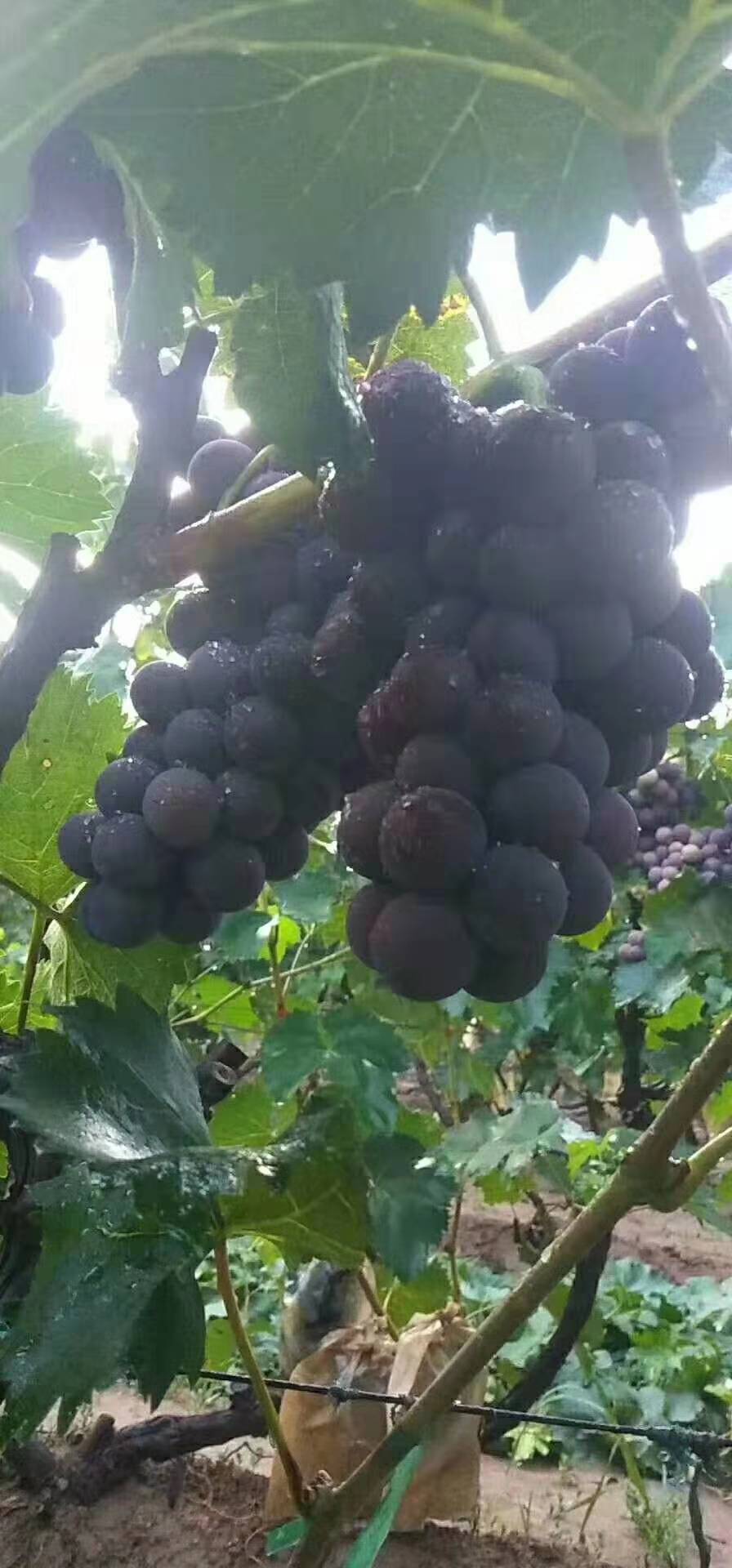 河北邯郸京亚葡萄大量供应中，希望能与各地的果商老板们精诚合作！