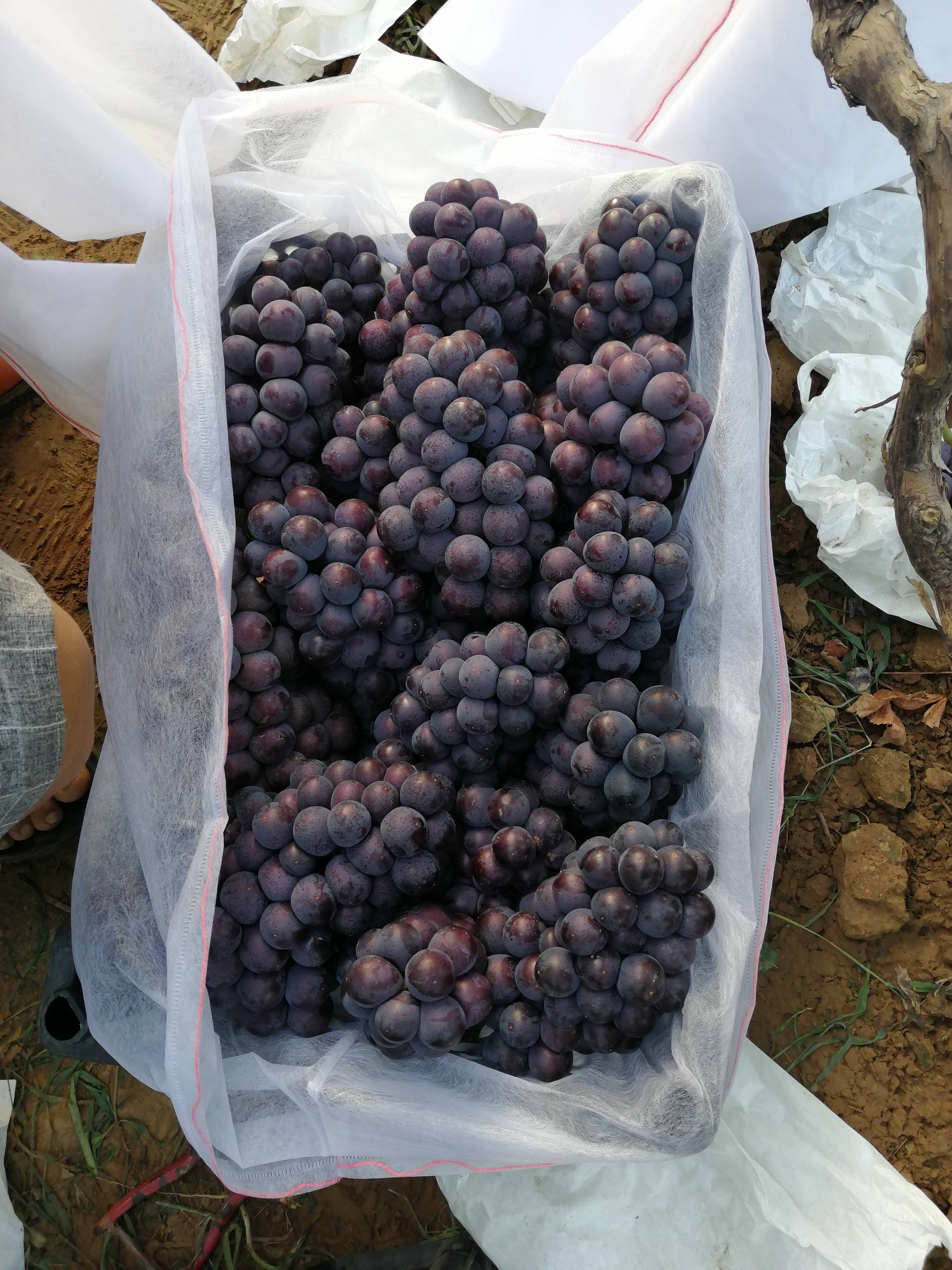 河北邯郸京亚葡萄大量供应中，希望能与各地的果商老板们精诚合作！