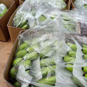本人勐腊县，种植香蕉多年货源充足价格合理‘一年四季有货，...