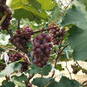 巨峰葡萄将要上市，有需要的全国各地的水果商赶紧联系了。