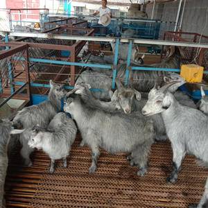 嘉祥县洪昆牛羊养殖基地。常年供应青山羊。