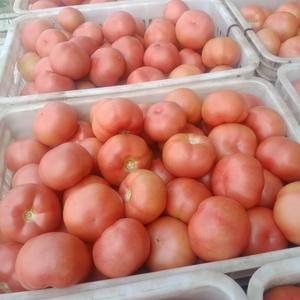 本地西红柿大量上市，质量上乘，价格美丽，需要的联系133...