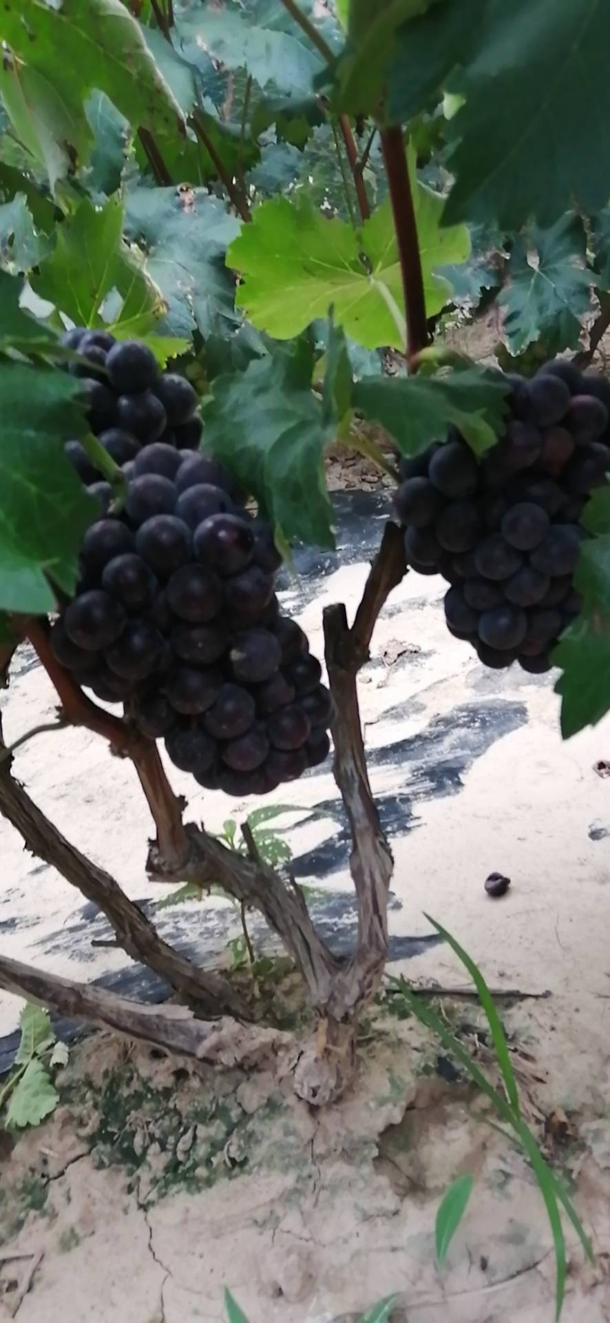 夏黑葡萄大量上市