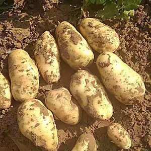 河北土豆大量上市，品种多质量好，价格美丽，有需要的老板联...