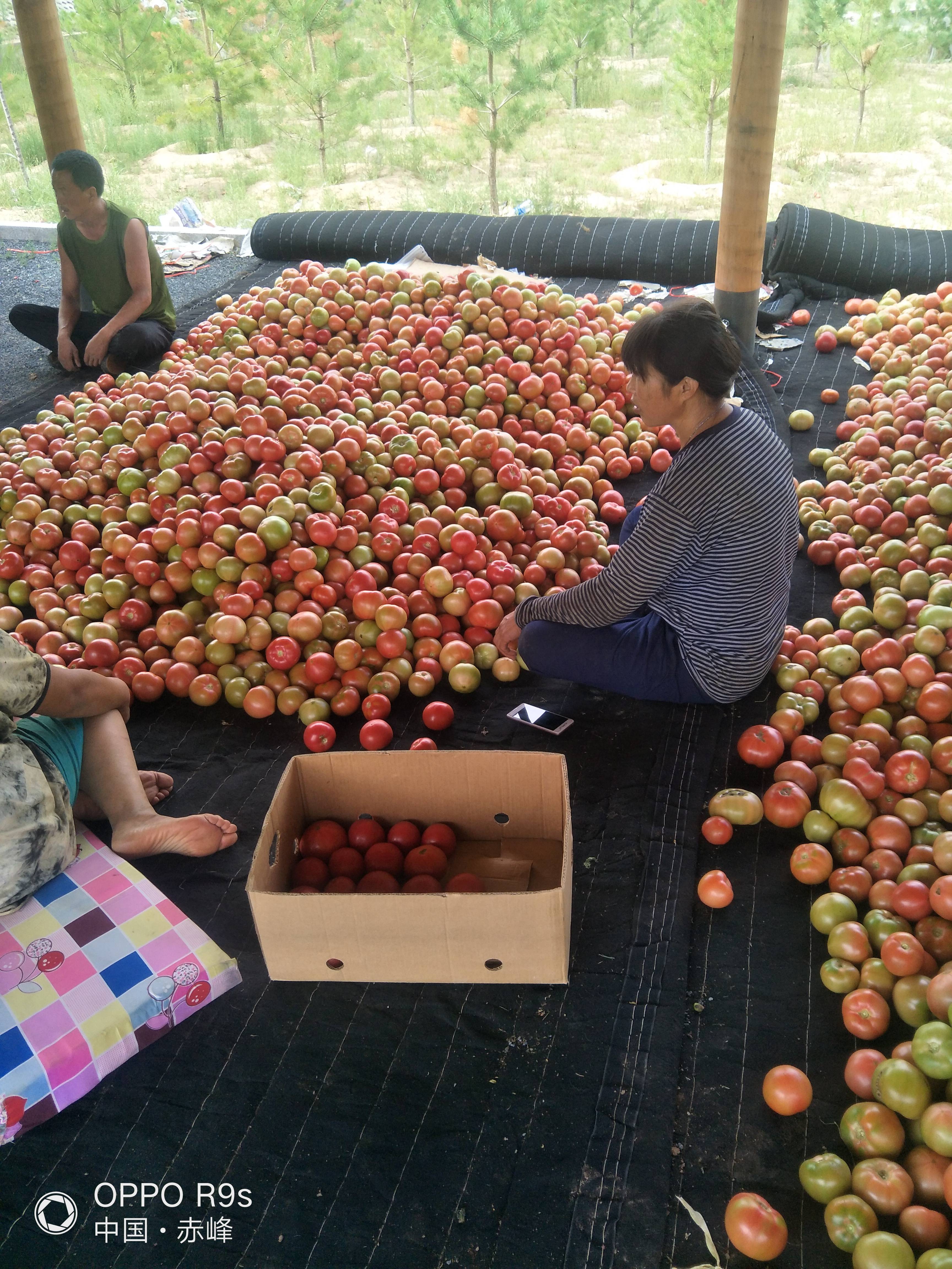 大量硬粉西红柿有货，欢迎选购13848973822