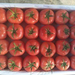 西红柿大量上市，欢迎各地老板前来采购