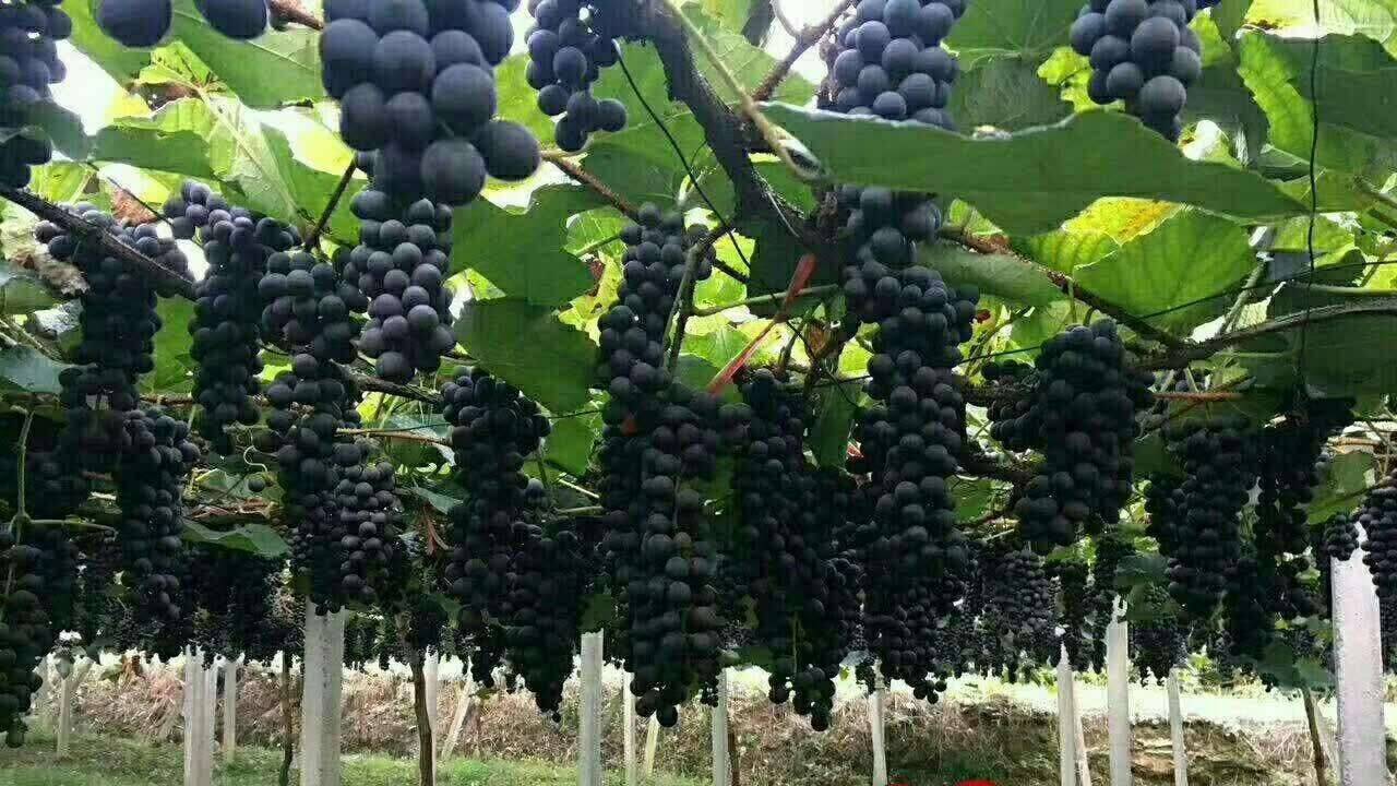 贵州高山二号葡萄，农业局定名为紫秋葡萄，每年8月中...