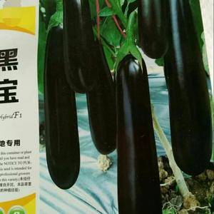黑宝长茄 敢比布利塔，长30-36厘米，粗5-6厘米，外观油亮，品质好。单果重350--380克，保鲜期长。