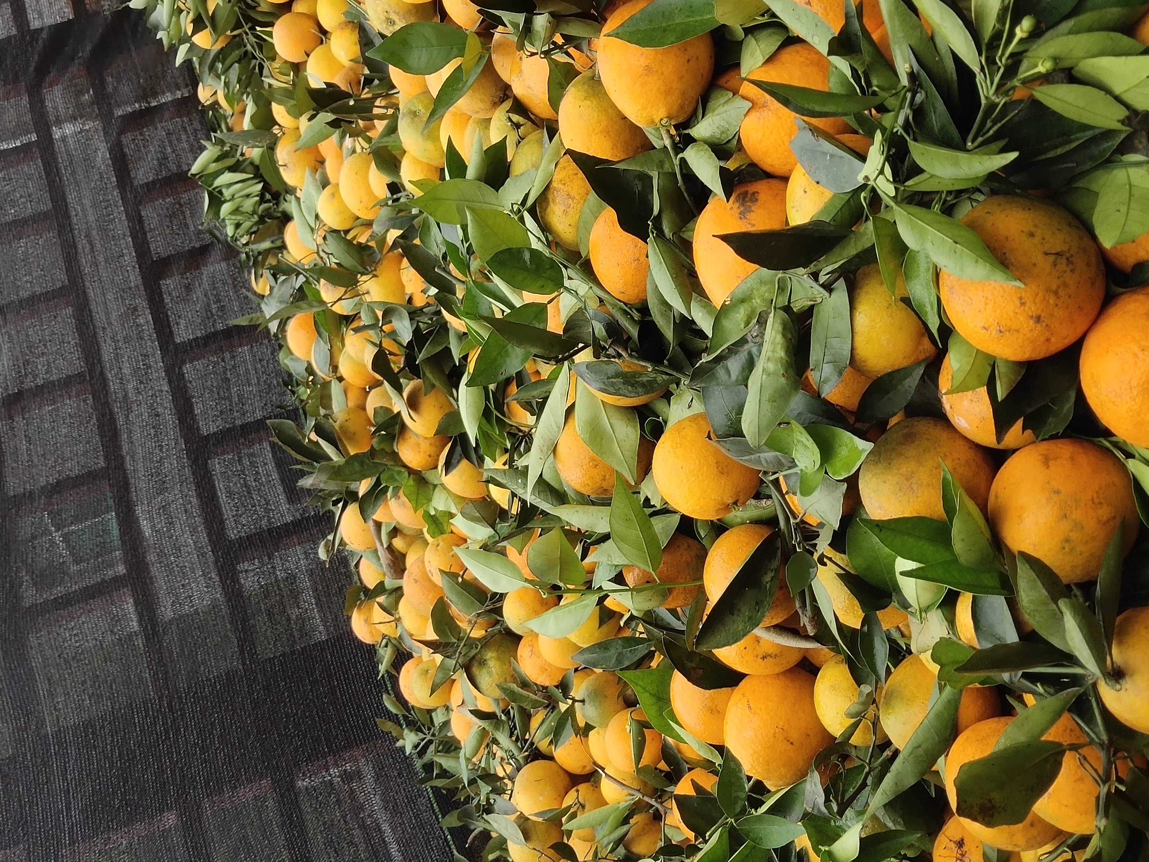 夏橙产地直销，量大，味田，果面干净，江边货