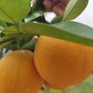 夏橙产地直销，量大，味田，果面干净，江边货