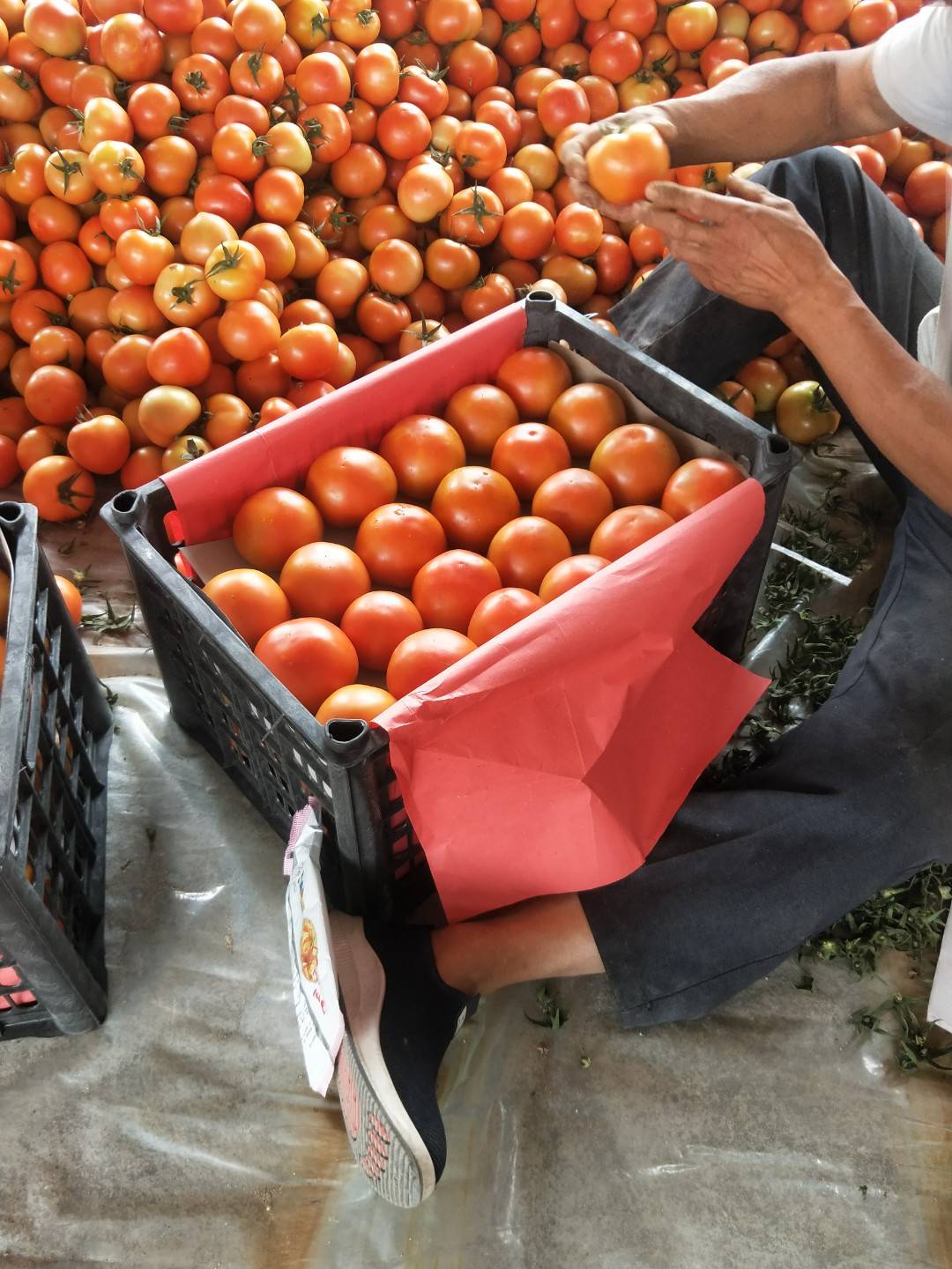 大红西红柿大量上市，地理位置优越，交通便利，天气凉爽，果子物美价廉，硬度、亮度、色泽无瑕疵！