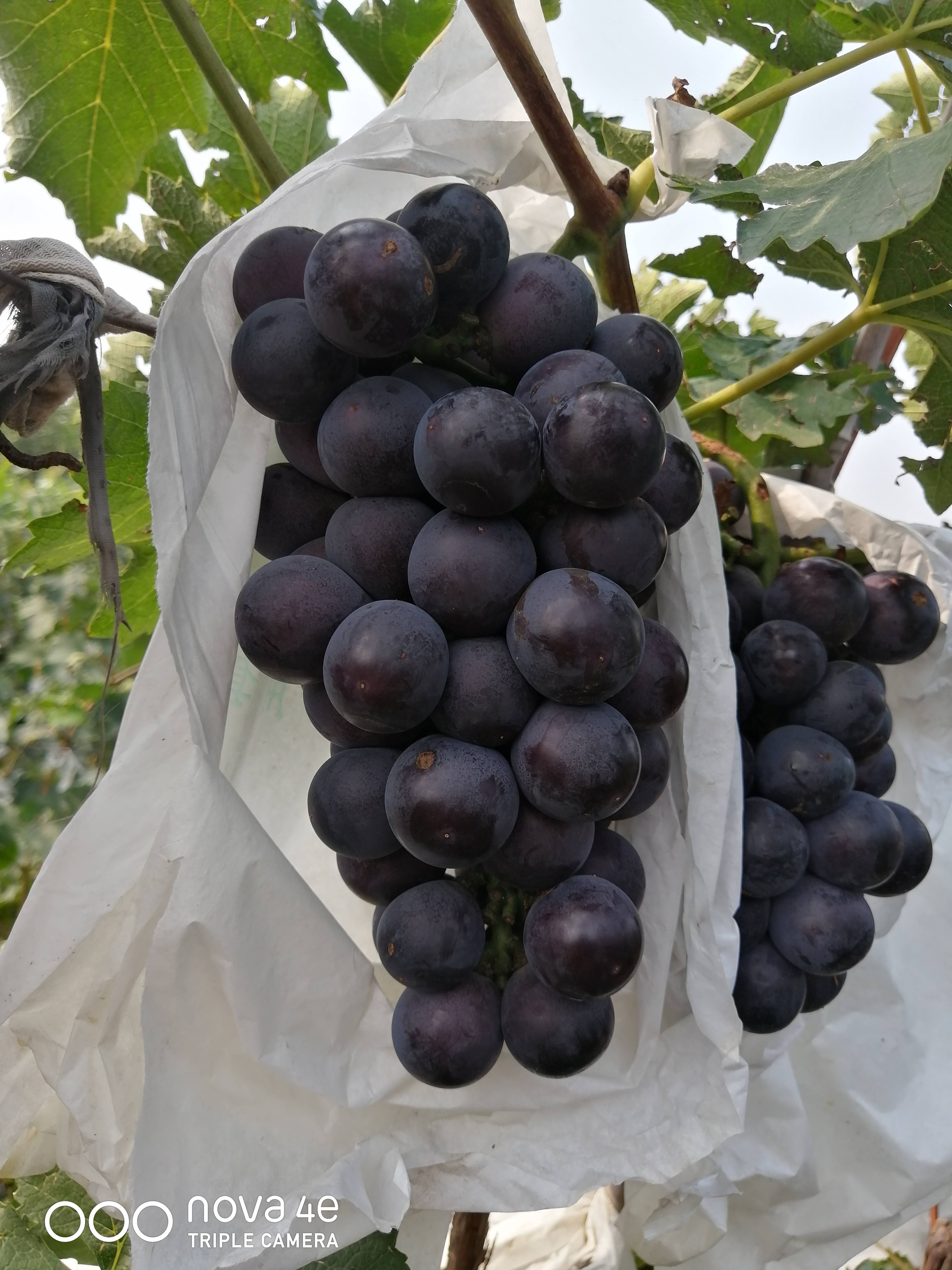 河北秦皇岛大量套袋京亚葡萄已上市