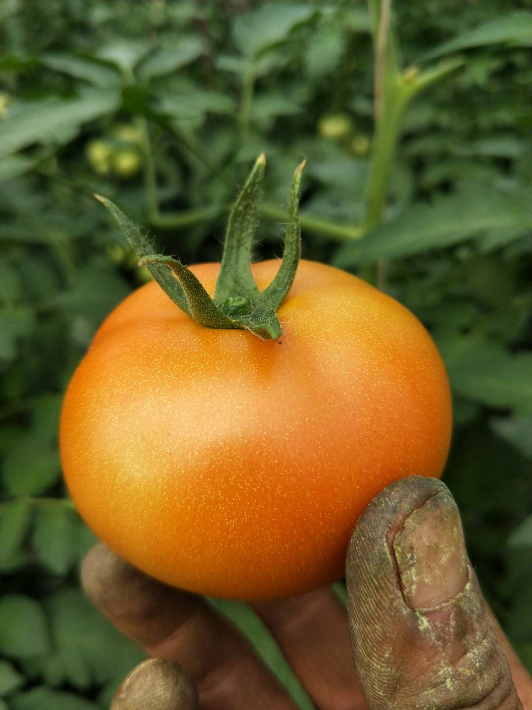 西红柿精品小果！欢迎前来选购！