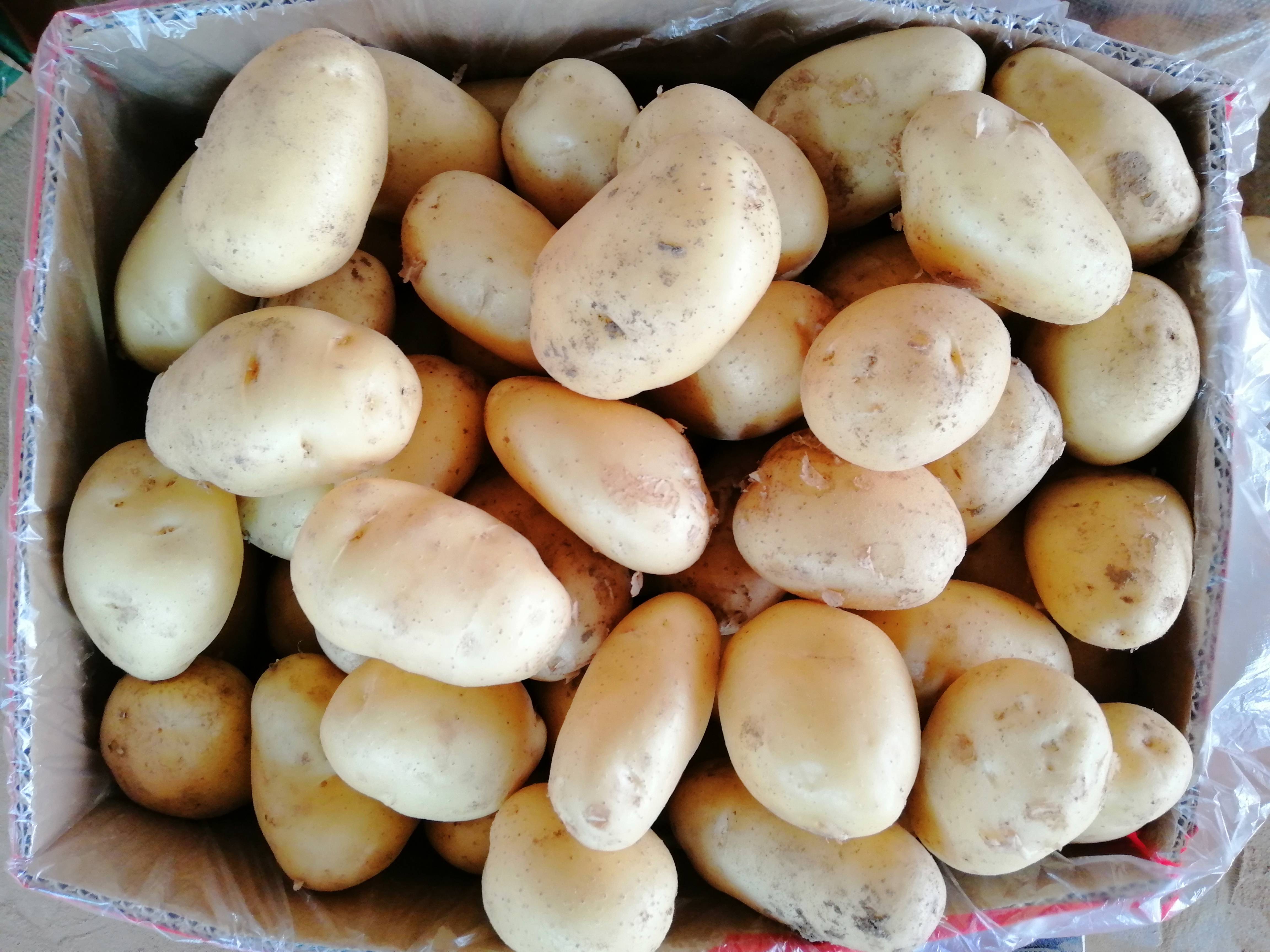 精品荷兰十五土豆 三两到半斤规格 纯手工挑选，无畸形 无...