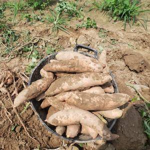 龙薯九红薯大量供应通货，商品薯
