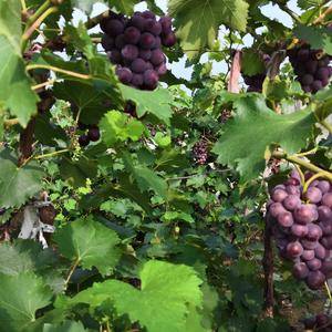 葡萄基地大量供应优质葡萄，