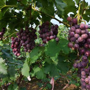 大量供应优质巨丰葡萄，可代收，