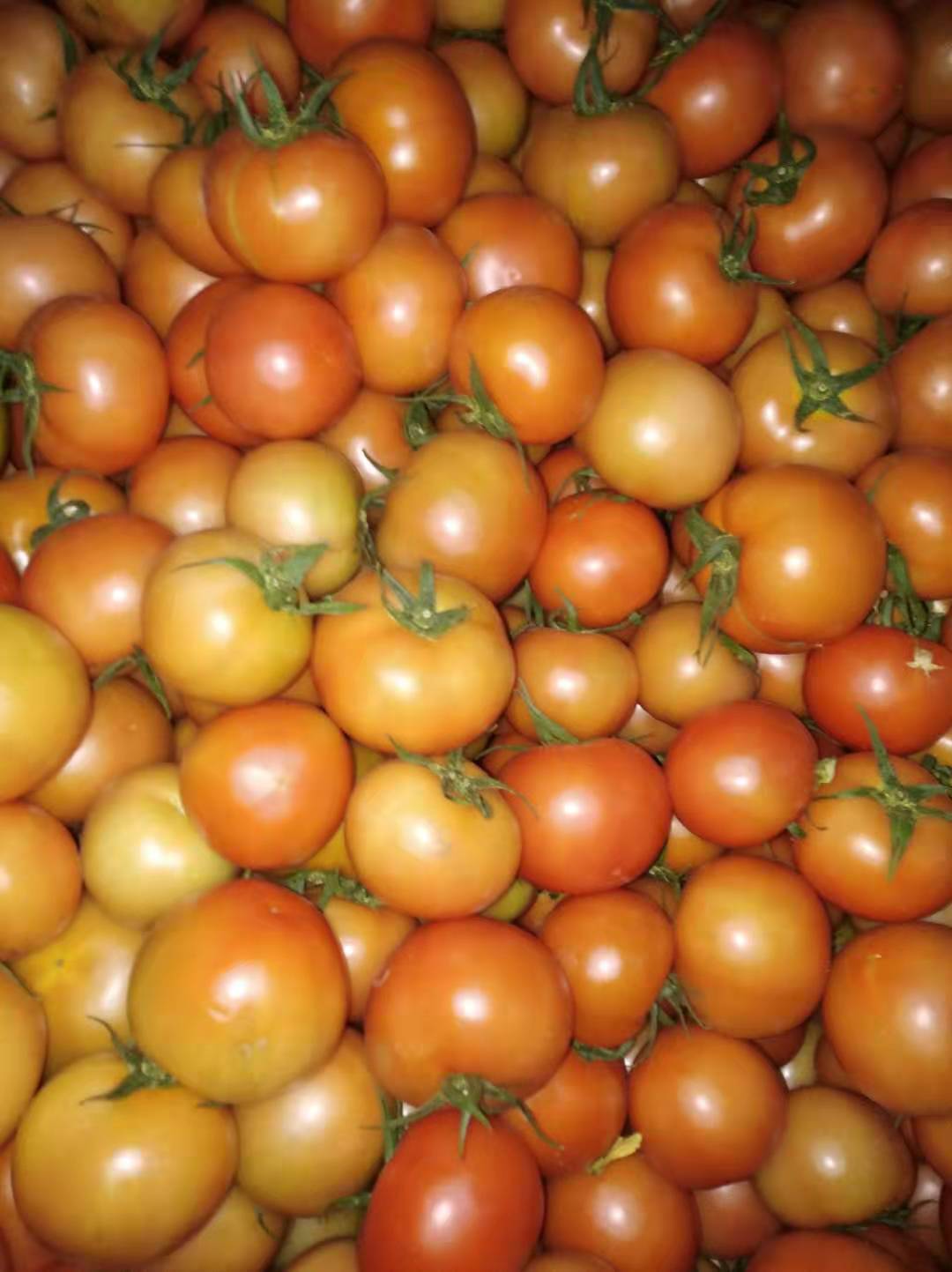 西红柿大量上市中，欢迎各地老板来采购