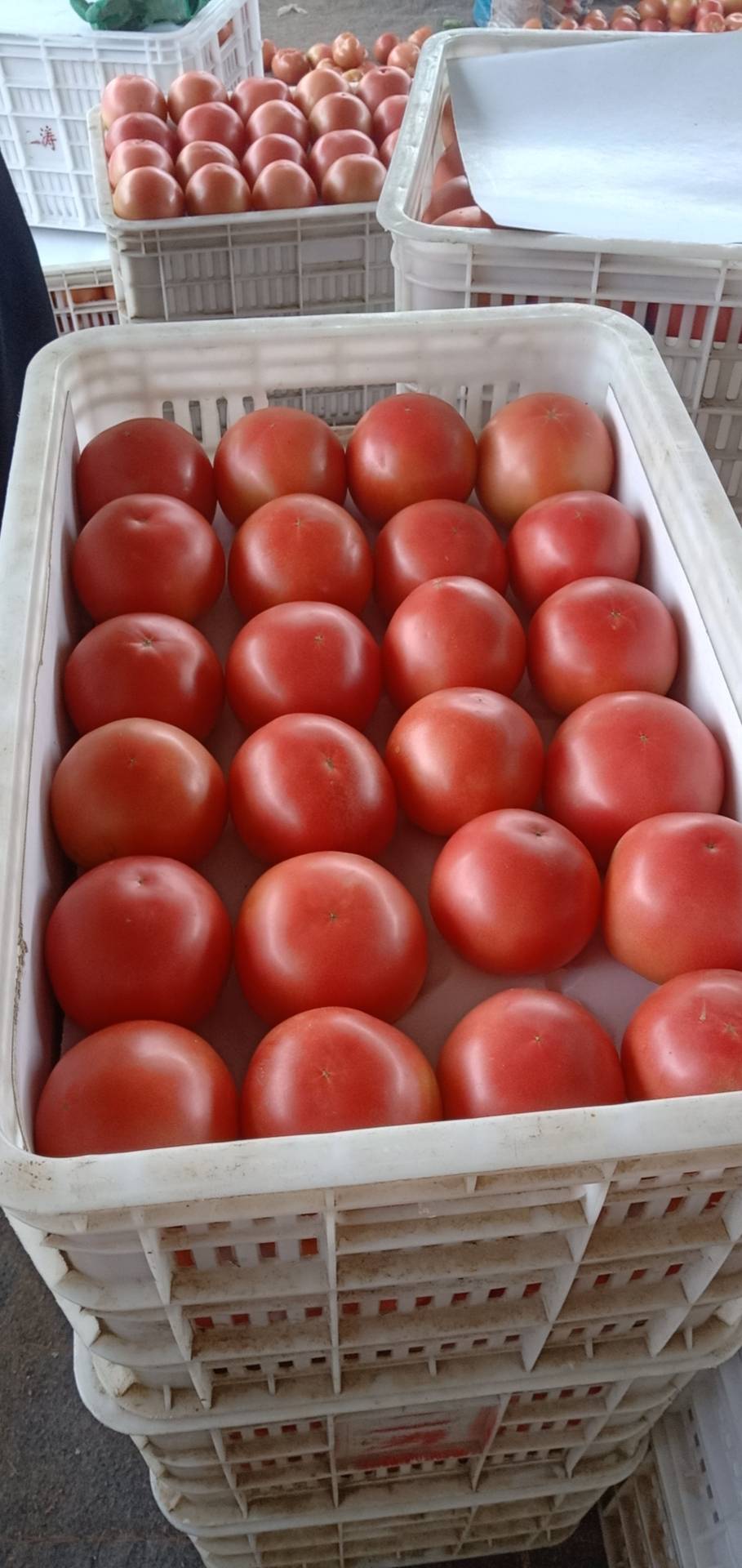西红柿开始上市了