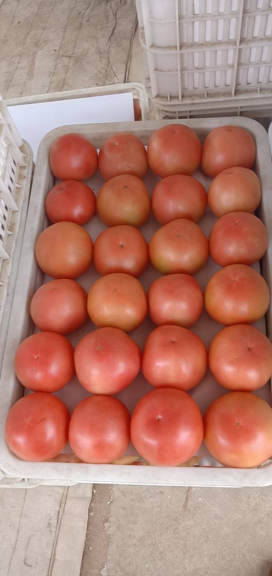 西红柿开始上市了