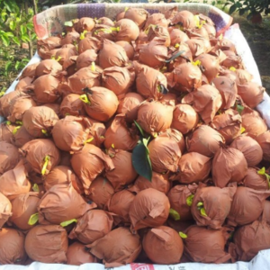 自家种的黄金梨，目前已大量成熟，价低品优，规格在8两以上...