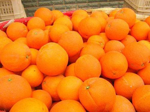 正宗赣南脐橙，因第一年结果，所以产量不多，大概在8千斤左...