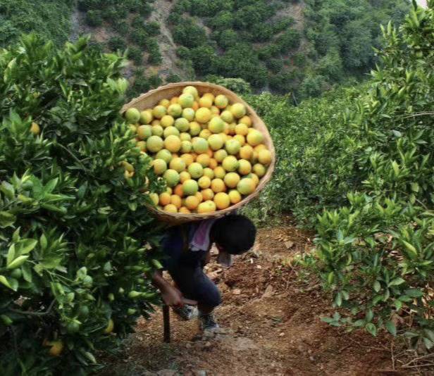 秭归是著名的“中国脐橙之乡”培柑橘历史悠久，早在两千多年前，伟大爱国诗人屈原就在故里写下了《桔颂》名篇。1995年4月，秭归县被国家有关部门命名为“中国脐橙之乡