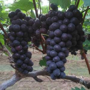 京亚葡萄现在已大量上市了，葡萄成熟后酸甜可口汁多，黑紫色...
