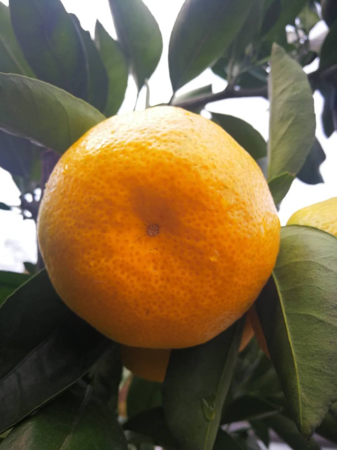 13886725378供应宜昌柑橘:蜜桔:叶桔:桔子。秭归脐橙:纽荷尔脐橙:长虹脐橙：橙子