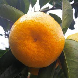 13886725378供应宜昌柑橘:蜜桔:叶桔:桔子。秭归脐橙:纽荷尔脐橙:长虹脐橙：橙子