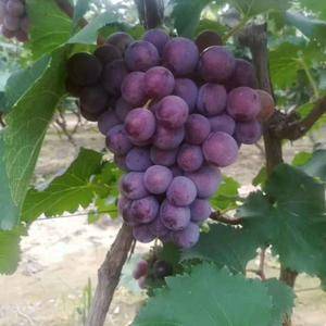 河北威县万亩葡萄基地，优质巨丰葡萄上市了，串大色红，欢迎...