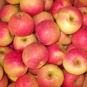 山东优质农产品供应美八苹果大量上市了1805399344...
