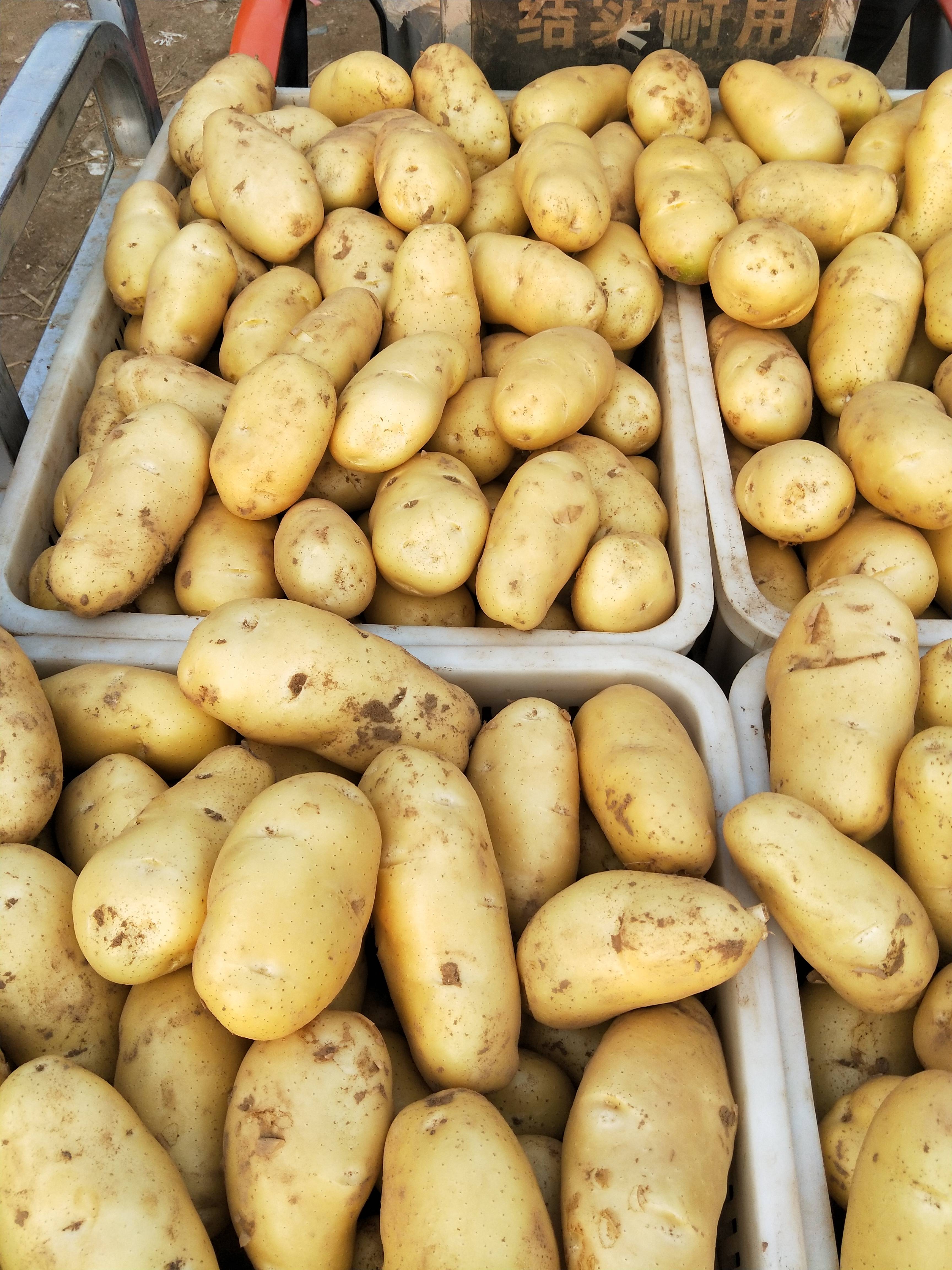 山东荷兰十五土豆大量现货供应18053993441