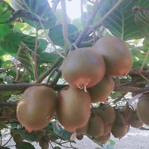 陕西周至猕猴桃产地果园直发各类品种猕猴桃