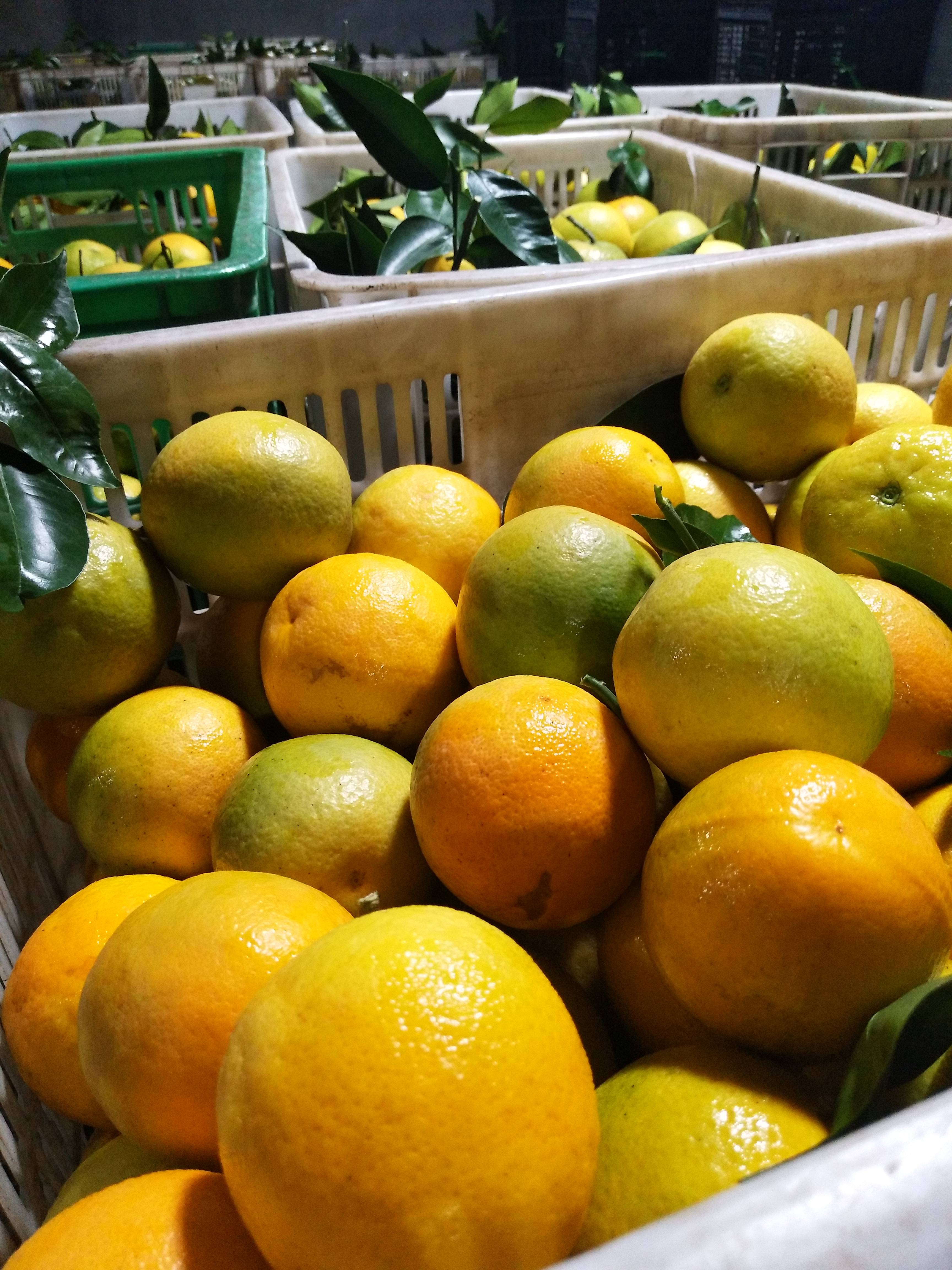 夏橙产地直销大量供应，品质保证价格低廉