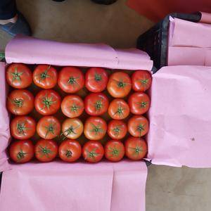 刚刚下来的露天西红柿，供货从6月份到来年3月份，欢迎全国...