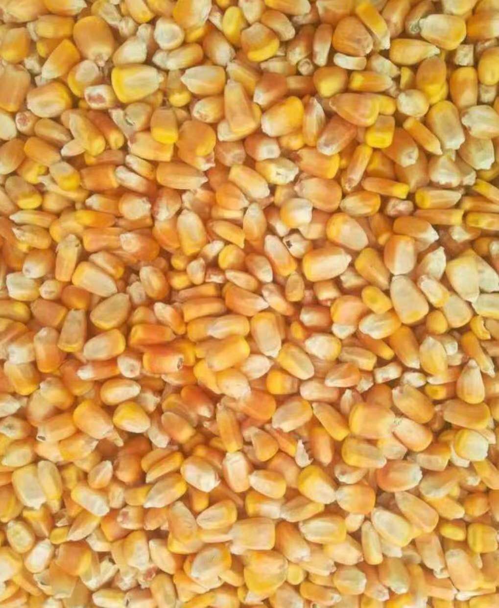 黄玉米 玉米粒