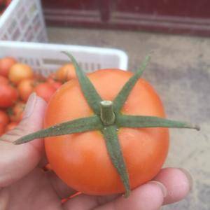 大量供应以色列大红西红柿
