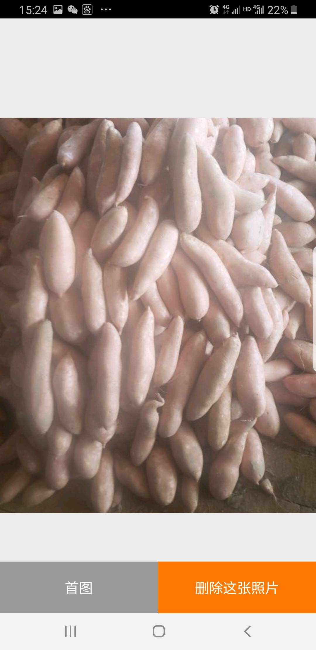 龙薯九红薯大量供应
通货
商品薯
次薯