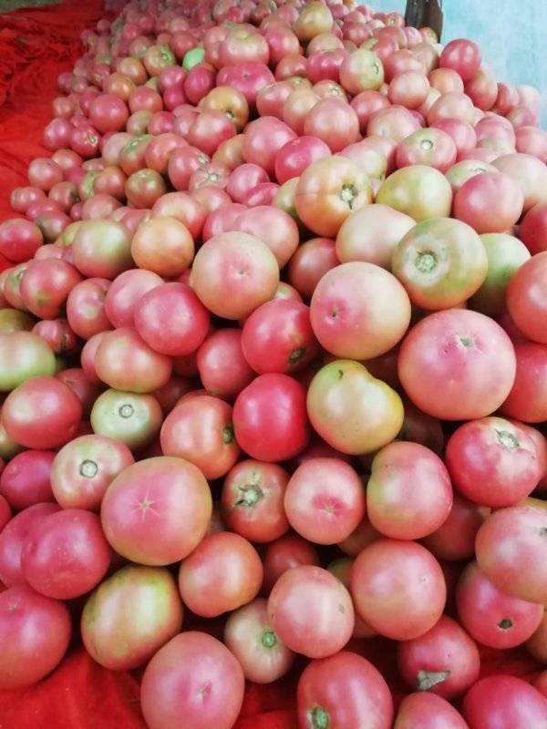 有大量西红柿出售，品种好、质量优，欢迎有意者采购，联系电话王先生15234565541 、 13734237702