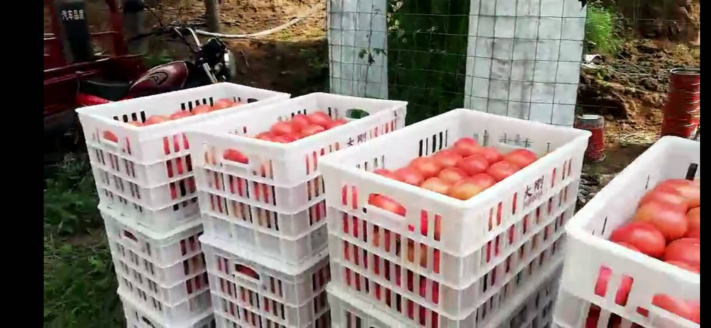 有大量西红柿出售，品种好、质量优，欢迎有意者采购，联系电话王先生15234565541 、 13734237702