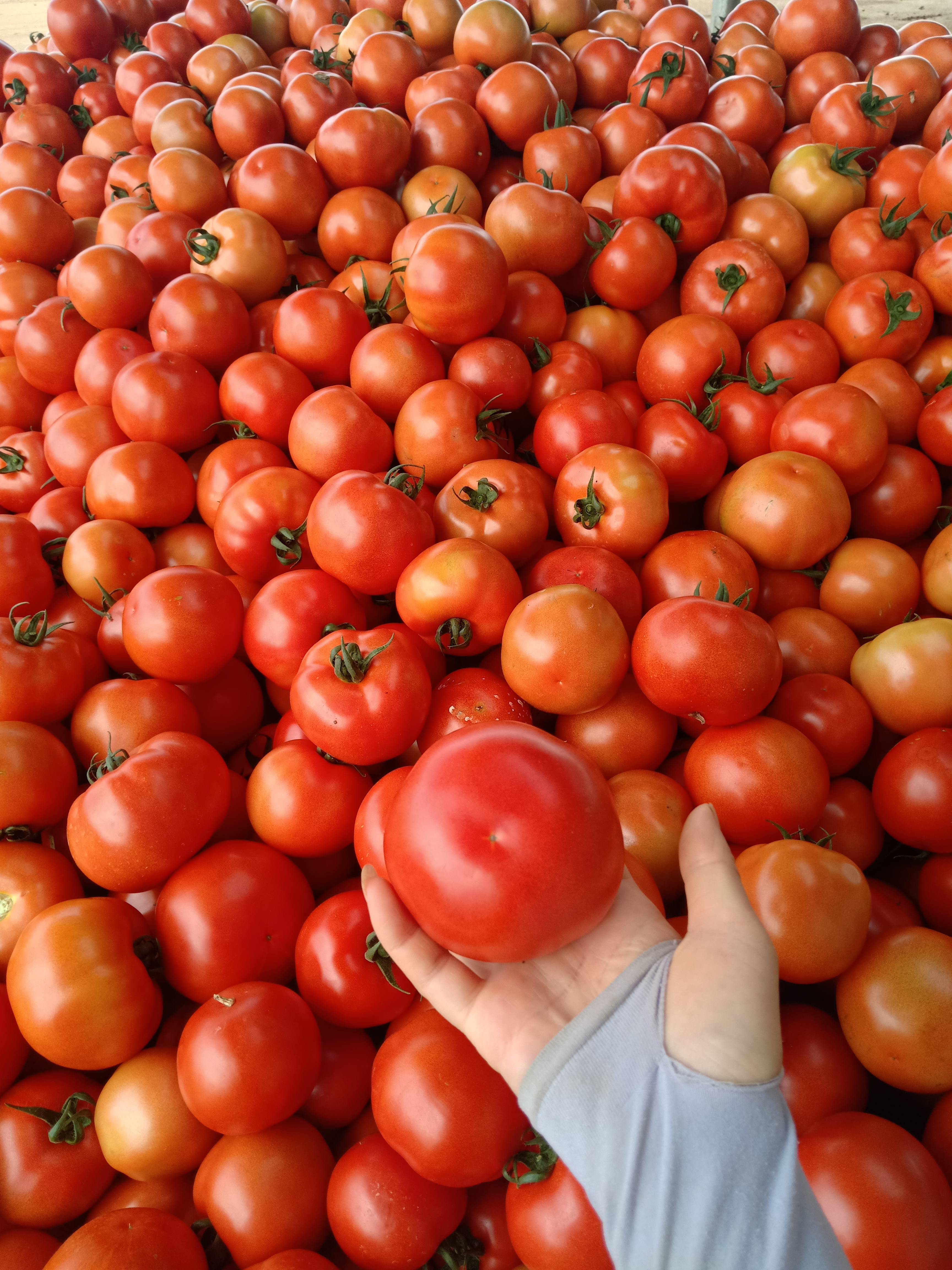 大红西红柿大量上市，地址云南泸西，品质优欢迎各位前来采购